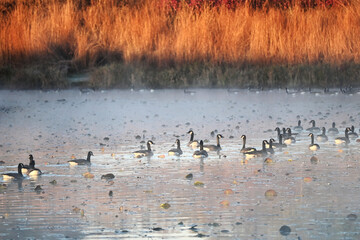Canada Geese Swimming