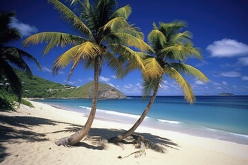 Obraz premium Escape to Paradise: Palm Trees on St. Barths' Tropical Beach - Your Ultimate Caribbean Island Holiday Haven