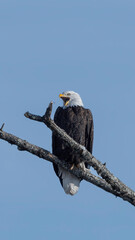 Juvenile and Adult Bald Eagles in New York