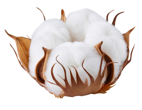 Ripe cotton boll opening, showing soft white fibers on transparent background