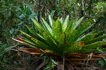 La Fortuna, Costa Rica - November 20, 2024 - walk around the Arenal volcano with breathtaking views in Provincia de Alajuela 