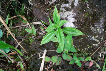La Fortuna, Costa Rica - November 20, 2024 - walk around the Arenal volcano with breathtaking views in Provincia de Alajuela 