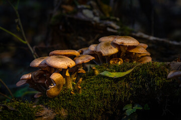 Fototapeta premium Big cluster of mushrooms growing up in the fresh mossy wood.