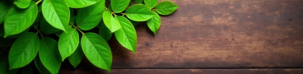 Fototapeta premium Fresh green moringa leaves scattered on a wooden surface, garden, nature