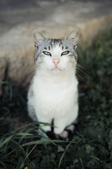 Cute domestic common cat pet staring camera, animal themes