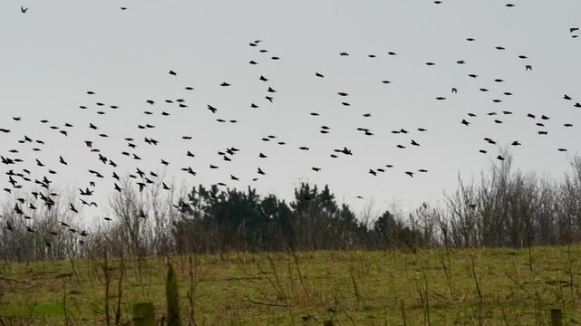 a large flock of hundreds of Golden Plover (Pluvialis dominica) 