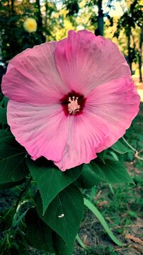 Herbaceous Hibiscus. Large blooming herbaceous hibiscus flower. Large pink petals collected in inflorescence with stamen. Beautiful blossoming plant. Flower blooming. Breeding plants flowers Vertical