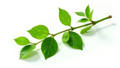 Fresh green Salal branch isolated on white background, botanical, isolated