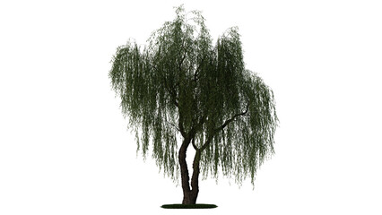 A weeping willow tree on a white background © stanhert