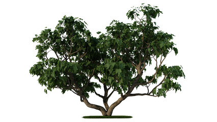 A tree with green leaves on a white background