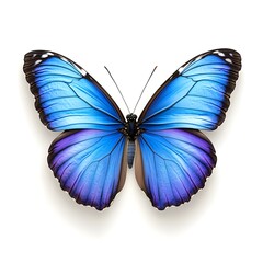 Fototapeta premium Vibrant blue butterfly with striking wings, showcasing intricate patterns and a beautiful gradient of colors.