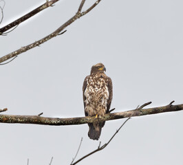 Juvenile and Adult Bald Eagles in New York