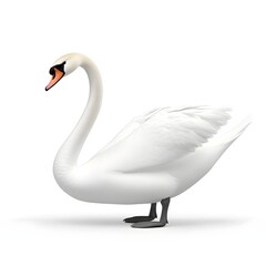 Obraz premium A graceful white swan with a long neck stands elegantly, showcasing its beautiful feathers and distinctive orange bill.