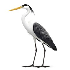 Obraz premium A tall heron with a slender body, long legs, and a striking black and white plumage, standing gracefully with a long yellow beak.