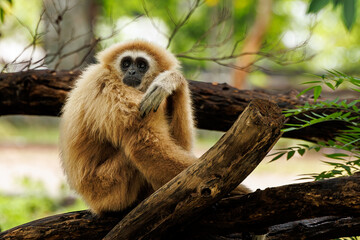 Gibbon in the wild