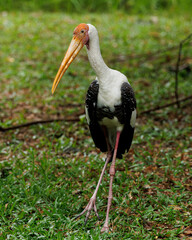 stork in the grass