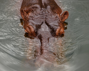 hippopotamus in water