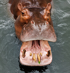 hippopotamus with open mouth