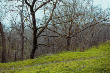 Common orange lichen, also known as yellow scale, maritime sunburst lichen and shore lichen Xanthoria parietina on a tree branch.