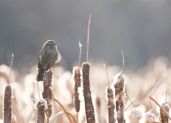 Red-winged Blackbird on Cattails