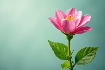 Fototapeta premium Fresh pink flower with green stem and ivy wrapped around it, plant, stem, greenery