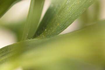 Smoke selective soft focus leaf with water drops. Nature macro blur green beige neutral background.