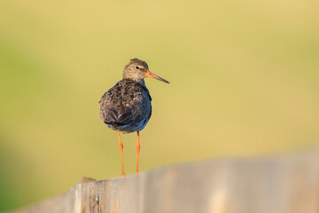 common redshank tringa totanus in farmland during sunset