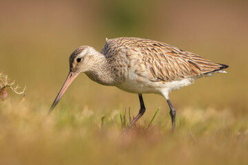 Bar-tailed Godwit, Limosa lapponica, foraging in a green meadow