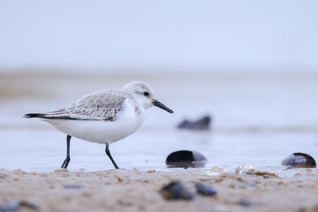 Sanderling, calidris alba, sandpiper bird foraging on a beach