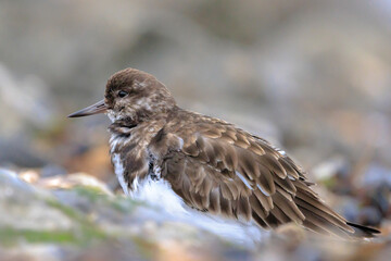 Closeup of a Rubby turnstone Arenaria interpres wading bird foraging between rocks at the sea coast