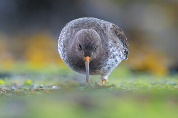 Purple sandpiper, calidris maritima, shorebird foraging between rocks