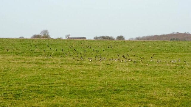 a large flock of hundreds of Golden Plover (Pluvialis dominica) 
