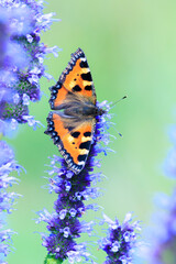 Aglais urticae small tortoiseshell butterfly isolated by nature