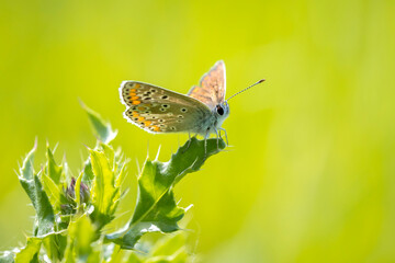  Brown Argus butterfly, Aricia agestis, open wings