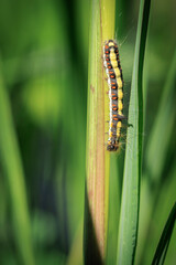 Closeup of a caterpillar of a grey dagger, Acronicta psi, moth crawling and eating