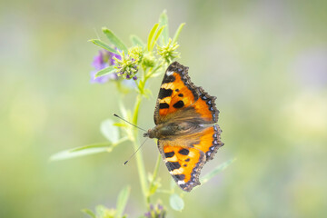 Aglais urticae small tortoiseshell butterfly isolated by nature
