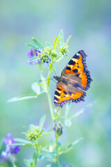 Aglais urticae small tortoiseshell butterfly isolated by nature