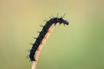 Aglais io, Peacock butterfly caterpillar