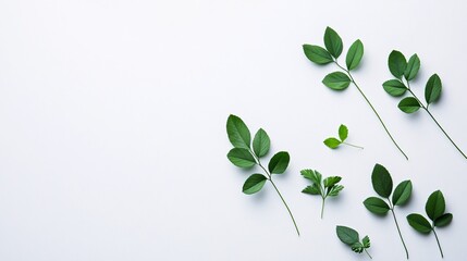Obraz premium A variety of green leaves displayed on a clean, white background, highlighting nature's beauty and diversity.