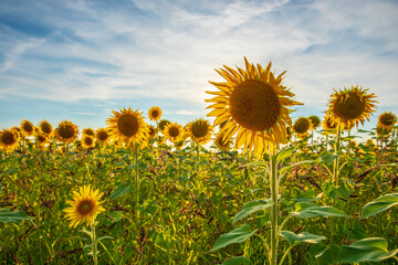 Sunflower field at sunset