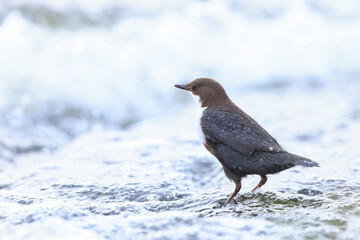 Northern white-throated dipper, cinclus cinclus cinclus, foraging in water