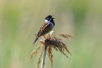 Singing common reed bunting, Emberiza schoeniclus, bird in the reeds on a windy day