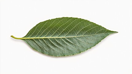 Obraz premium Detailed view of a green leaf showcasing intricate veins and a smooth surface.