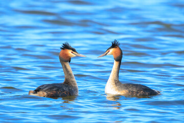 Closeup of a Great crested grebe Podiceps cristatus waterfowl