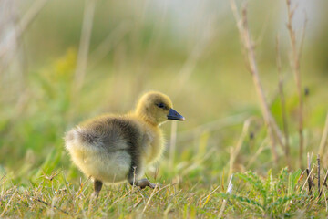 Greylag goose chick, Anser anser, in a meadow