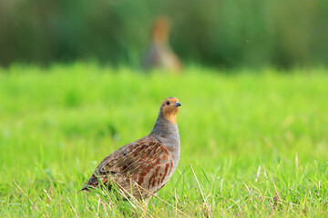 Grey partridge Perdix perdix, foraging