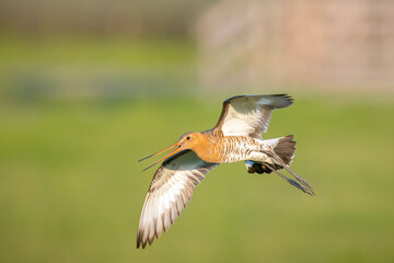 Black-tailed godwit Limosa Limosa in flight