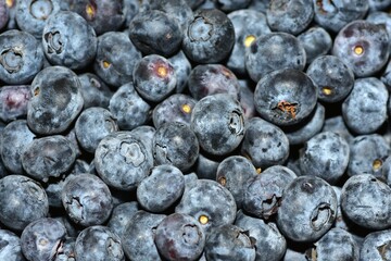 Fresh juicy bilberries all over the screen top view. Background of close up bilberries.