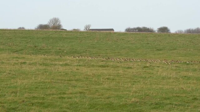 a large flock of hundreds of Golden Plover (Pluvialis dominica) 