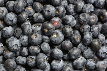 Fresh juicy bilberries all over the screen top view. Background of close up bilberries.